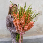 35 персиковых гладиолусов